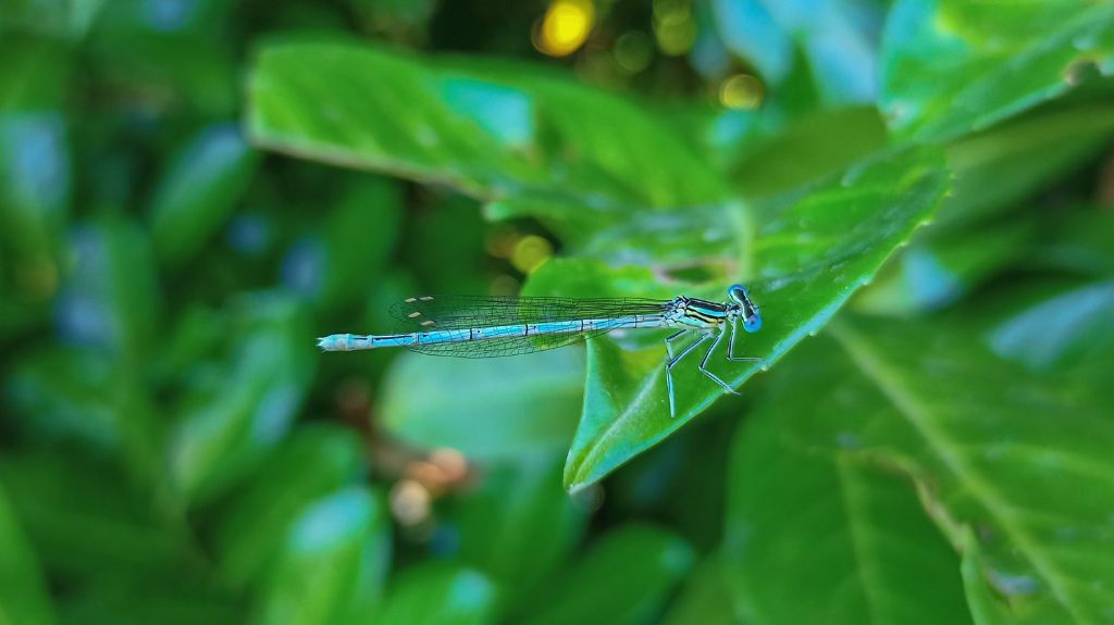 Di che libellula si tratta? Platycnemis pennipes